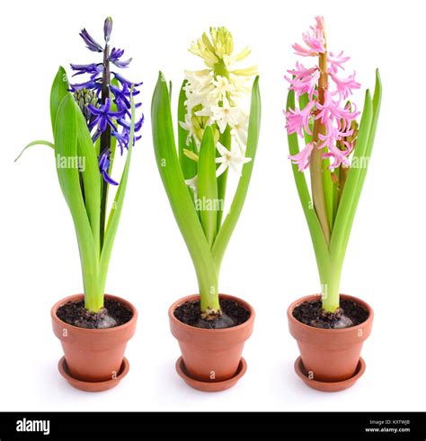 Vibrant Multicolored Hyacinth Spring Flowers Isolated On White
