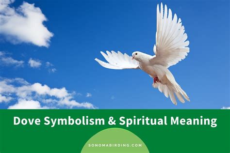 Dove Symbolism And Meaning Totem Spirit And Omens Sonoma Birding
