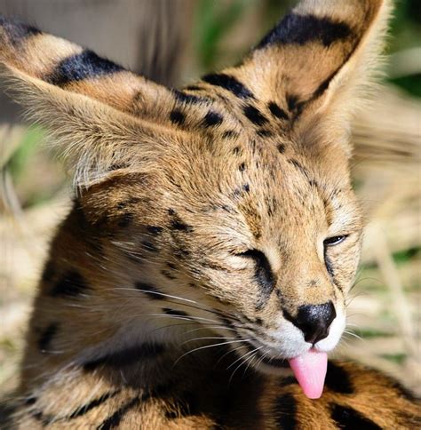 Die 10 besten bilder von savannah katze savannah katzen. serval | Cats, Serval cats, Cat memes