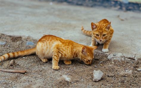 Wallpaper Two Cute Striped Kittens 3840x2160 Uhd 4k Picture Image