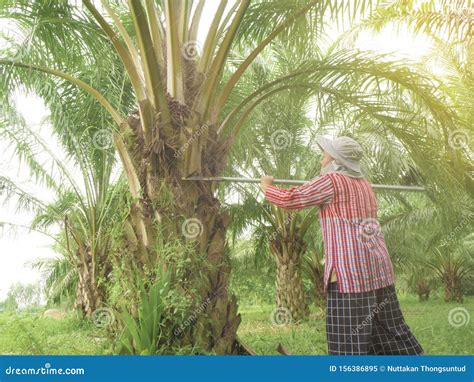 August 12 2019 Thailand Palm Oil Planters In Thailand Harvesting On