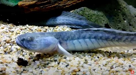 The Complete Dragon Goby Care Guide