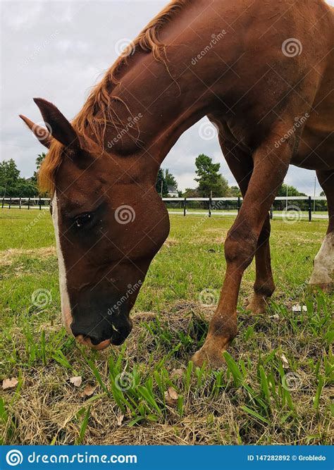 Horse Eating Grass Stock Photo Image Of Eating Mare 147282892