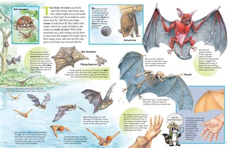The Body Of A Bat Is Perfectly Suited For Flying Nwf Ranger Rick