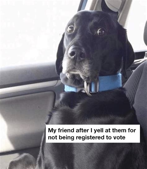 24 Funny And Cute Voting Memes Because You Gotta Vote And Make Your