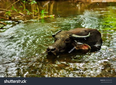Carabao Philippines Water Buffalo Stock Photo 264324272 Shutterstock