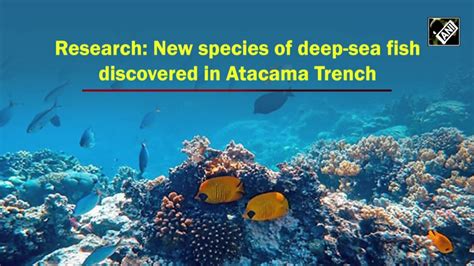 Research New Species Of Deep Sea Fish Discovered In Atacama Trench