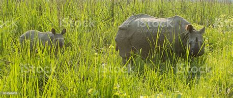 Indian Rhino Mother And Calf Stock Photo Download Image Now Animal