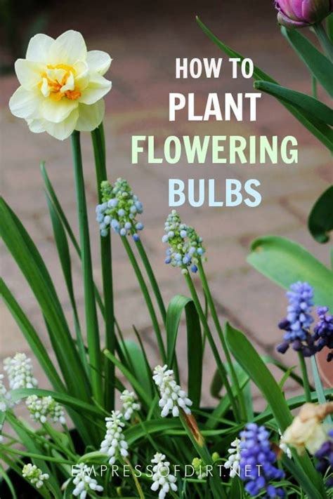 First Time Planting Bulbs This Beginners Guide Has Everything You
