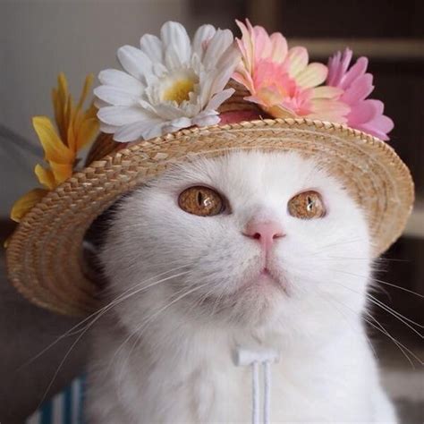 Its Make A Hat Day So Here Are Some Cats Wearing Hats I Can Has