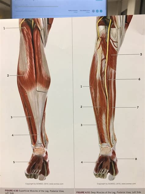 Superficial And Deep Muscle Of Leg Diagram Quizlet
