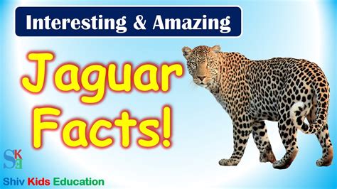 Jaguar Facts Animaljaguar Facts For Kidsanimal Facts Guidejaguar