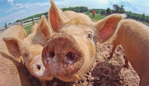 Small Farms Are Perfect For Raising Pigs On Pasture Hobby Farms