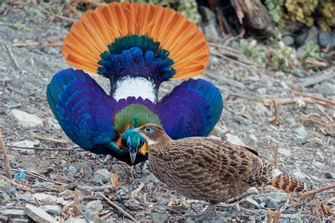 male himalayan monal doing one of its many courtship displays video in comments beautiful
