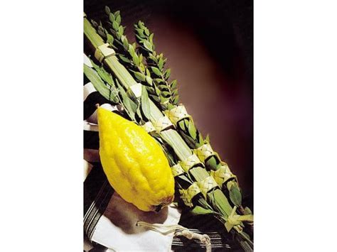 Buy Basic Kosher Israeli Lulav And Etrog Set Israel