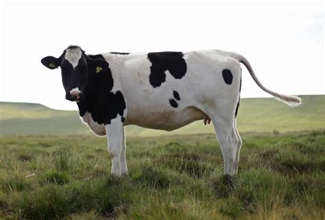 Microbes in cow’s stomach can degrade plastic, study suggests | The