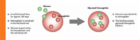 Glycated Hemoglobin Hba1c Explained Download Scientific Diagram