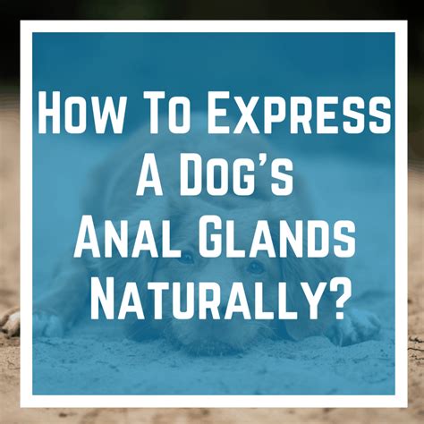 How To Express A Dogs Anal Glands Naturally Lover Doodles
