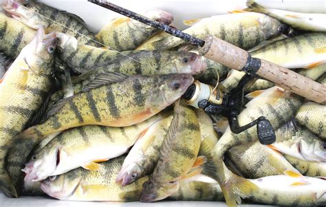 Yellow perch becoming a favorite on Ohio's inland lakes, but liberal ...