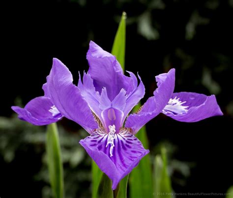 Iris Tectorum A Few Roof Irises Beautiful Flower Pictures Blog
