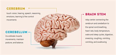 Uniqueness Of Man Brain Parts And Functions Of The Brain
