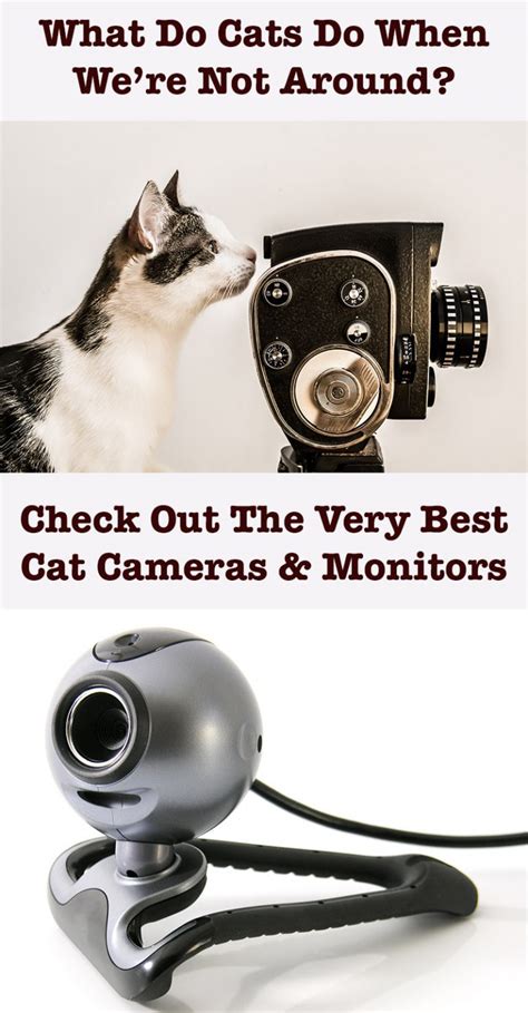 A Complete Guide Of The Best Cat Cameras And Monitors