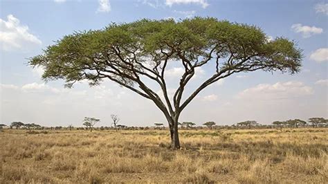 Iconic Trees To Look Out For On An African Safari Fair Trade Safaris