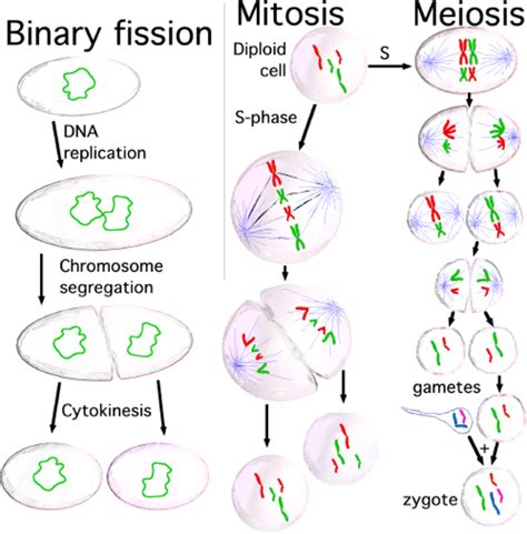 Stages Of The Cell Cycle Mitosis Interphase And Prophase Owlcation