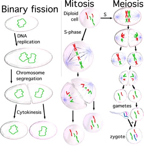 Check spelling or type a new query. Cell Division: Mitosis and Meiosis | Owlcation
