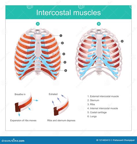 Intercostal Muscles Between Ribs In Anatomical Chest Cage Outline