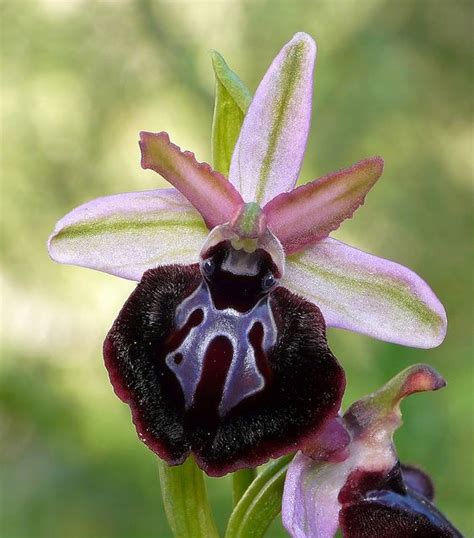 Ophrys Sipontensis Unusual Flowers Exotic Orchids Rare Flowers