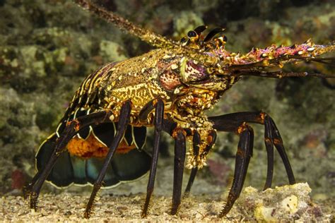This Female Banded Spiny Lobster Panulirus Marginatus Is An Endemic