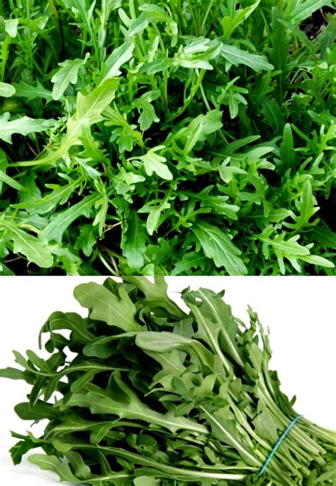 Planting And Growing Guide For Arugula Eruca Vesicaria Also Known As