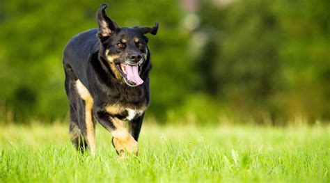 Top 10 Border Collie Rottweiler German Shepherd Mix You Need To Know