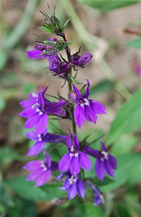 Photographing Flowers Violets And Purples Through The Season