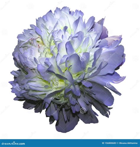 Blue Peony Flower Isolated On A White Background Stock Image Image Of