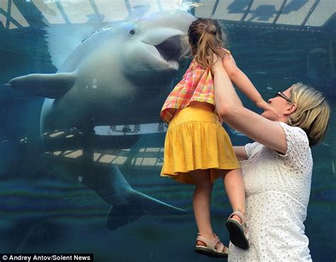 Open Wide Incredible Photos Make White Beluga Whale Look Like Hes
