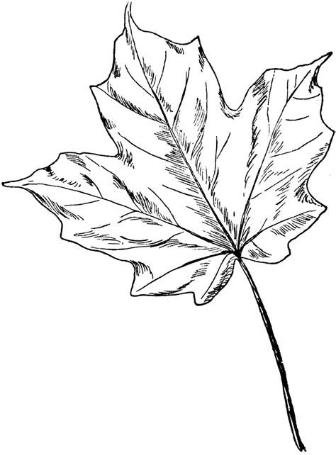 How To Draw A Sugar Maple Tree Fredvanvleetsalary