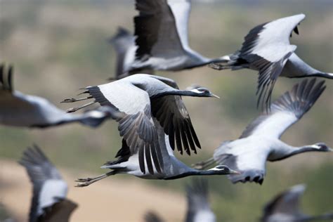 Best Places To See Migratory Birds In India Travelearth