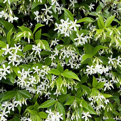 Trachelospermum Jasminoides Star Jasmine The Nunhead Gardener