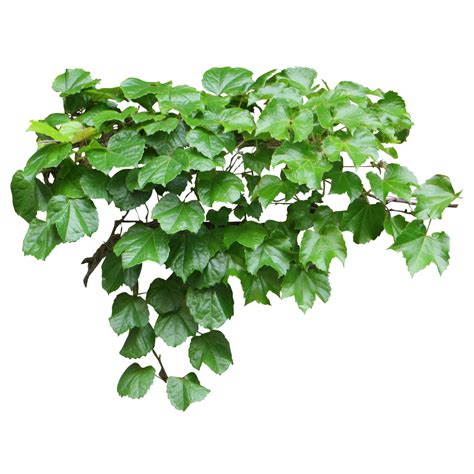 Ivy Png Ivy Transparent Background Freeiconspng