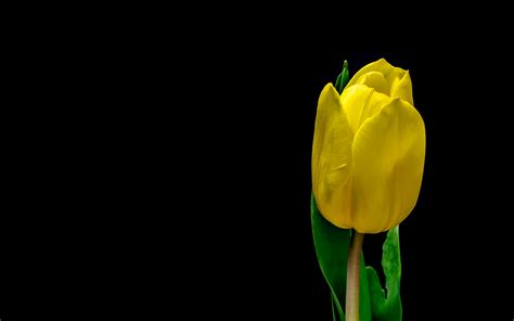 Download Wallpaper 3840x2400 Tulip Flower Yellow Plant Petals 4k Ultra Hd 1610 Hd Background
