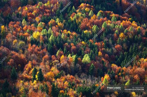 Aerial View Of Autumn Trees In Forest — Vacation Full Frame Stock