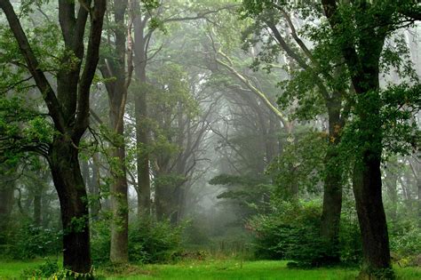 Landscape Nature Tree Forest Woods Fog Wallpapers Hd
