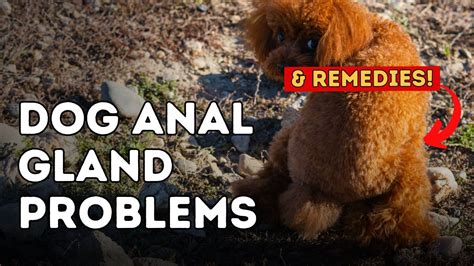 Dog Anal Gland Problems Youtube