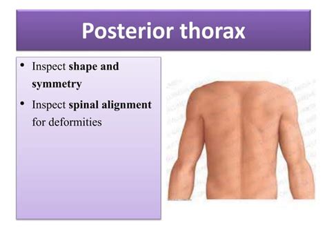 Physical Examination Thorax And Lungs