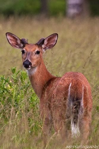 Inquisitive Glance White Tail Deer Lake Erie Metro Park Mi Flickr