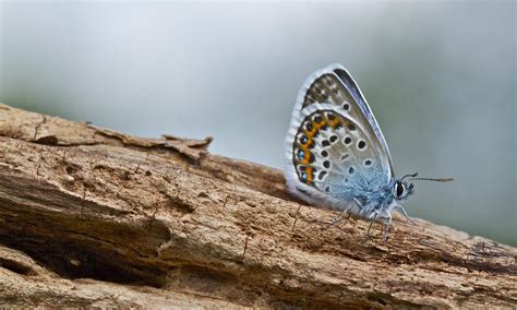 Prees Heath Common Reserve Shropshire Butterfly Conservation