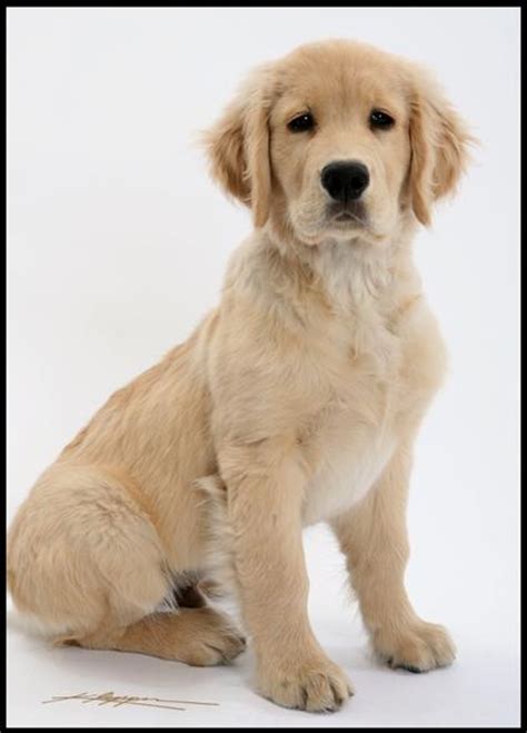Click here to see our recent puppies!their sweet disposition and desire to please make this breed a perfect choice for our golden retriever puppies are already familiar with typical everyday sounds, such as washers, vacuums, telephones, etc. Light Golden Retriever Puppies Indiana | Decoratingspecial.com