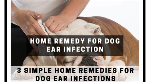 Home Remedy For Dog Ear Infection 3 Simple Home Remedies For Dog Ear